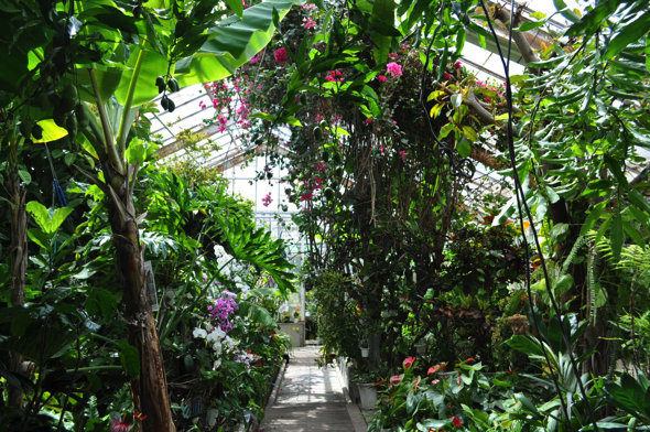 こちらが植物園（写真は一部）。現在は合計〇〇種類の熱帯植物が植えてある。11月から4月までは温泉熱のおかげで温暖な気候が維持される。常時●℃。