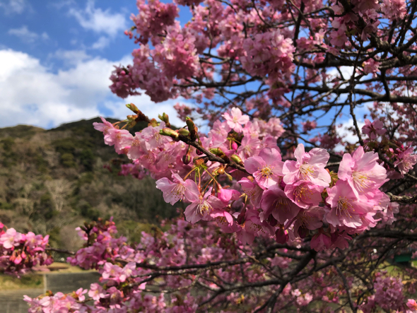 2月の中旬からは南伊豆町でも河津桜が開花。ちなみに河津桜はバラ科。濃紅色の花が特徴。