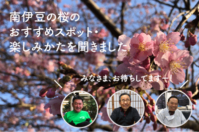 南伊豆町の800本桜レポート〜前編〜2月のおすすめ桜スポットを南伊豆の桜に詳しい三人に聞いてみた