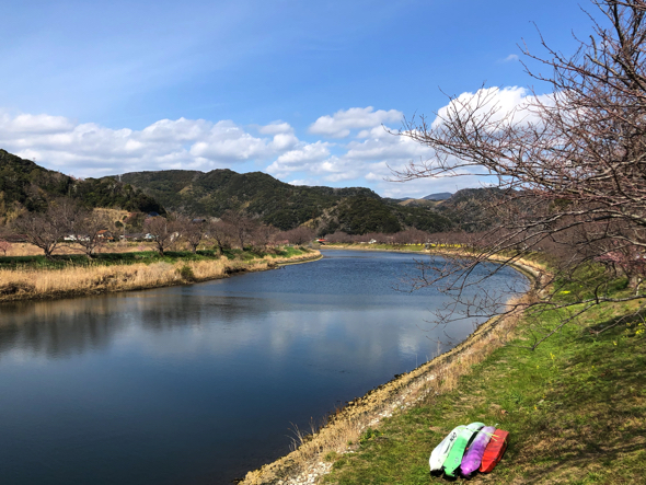 青野川。4月は川沿い一面がソメイヨシノが花開く
