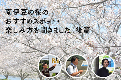 南伊豆町の800本桜レポート〜後編　〜3、4月のおすすめ桜スポットを南伊豆に住む人に聞いてみた〜